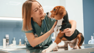 Vet Surgery: Essential Insights for Animal Care