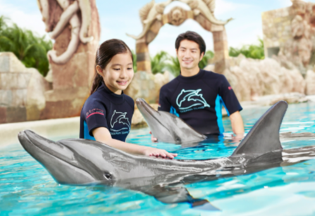 Dolphin Discovery Island: A Unique Experience in Marine Adventure